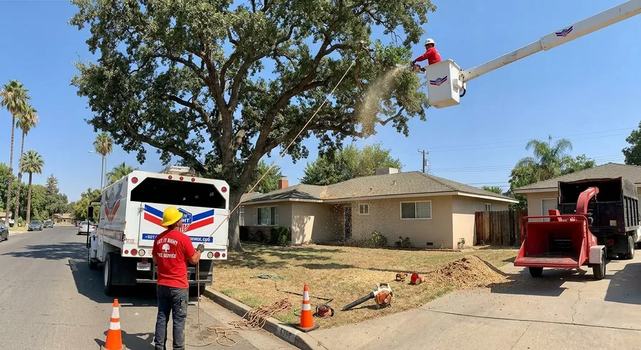 Cut Rite Tree Service crew trimming a tree in Fresno
